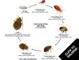 Bed Bugs Furniture Store images