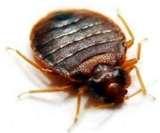 pictures of Bed Bugs Certification pictures of Bed Bugs Certification