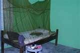 photos of Bed Bugs Ghana