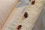 Bed Bugs Evansville pictures