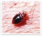 pictures of Bed Bugs Airports