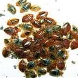 Bed Bugs Portland pictures