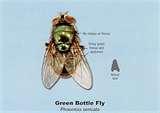 photos of Bed Bugs Green Solutions