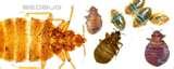 pictures of Bed Bugs Wings Pictures