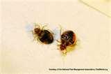 Bed Bugs Green Solutions pictures