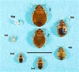 Bed Bugs Registry Washington pictures