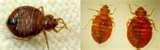 Bed Bugs Green Solutions