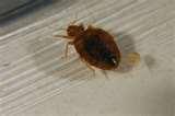 Bed Bugs Pictures And Information pictures
