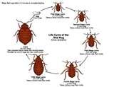 pictures of Bed Bugs Wings Pictures