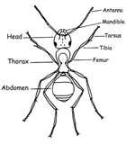 photos of Bed Bugs Treatment Of Bites