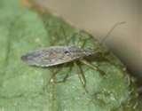 pictures of Bed Bugs Pests