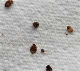Bed Bugs 2010