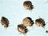 Bed Bugs Squash pictures