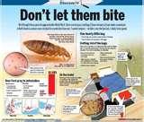 Bed Bugs 2010 pictures