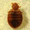 Bed Bugs Nyc Law images