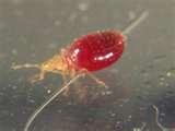 Bed Bugs Engorged photos