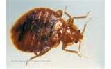 Bed Bugs Pests pictures
