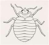 images of How Do Bed Bugs Know Where You Are