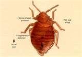 Bed Bugs Pests pictures