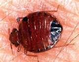 photos of Bed Bugs Engorged