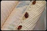 Bed Bugs Squash images