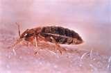 Bed Bugs Effects Spray pictures