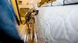 images of Bed Bugs Nyc Law
