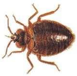 Bed Bugs 2010