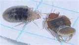 Bed Bugs Smear images