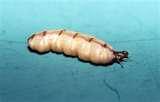 photos of Bed Bugs Pests
