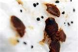 images of Bed Bugs 2010