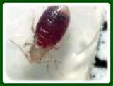 Bed Bugs Engorged