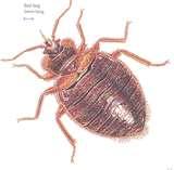Bed Bugs Nyc Law images