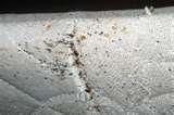 pictures of Bed Bugs 2010