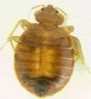 images of Bed Bugs Nyc Law