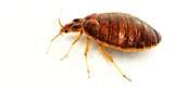 Bed Bugs Pests pictures