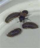 photos of Bed Bugs Pests