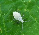 Bed Bugs Squash pictures