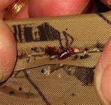 photos of Bed Bugs 2010