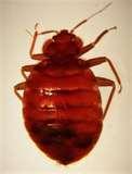 Bed Bugs Engorged