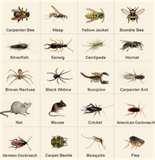 pictures of Bed Bugs Pests