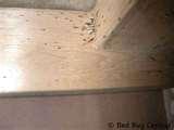 pictures of How Do Bed Bugs Know Where You Are
