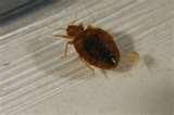 Bed Bugs With Wings pictures
