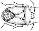 images of Bed Bugs With Wings