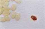 Bed Bugs Pests images