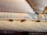 Bed Bugs Tv Show images