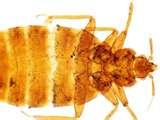 images of Bed Bugs Nyc Law