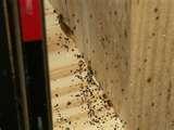 Bed Bugs Precautions photos