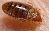 images of Bed Bugs Umass Amherst