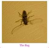 Bed Bugs Radiator images